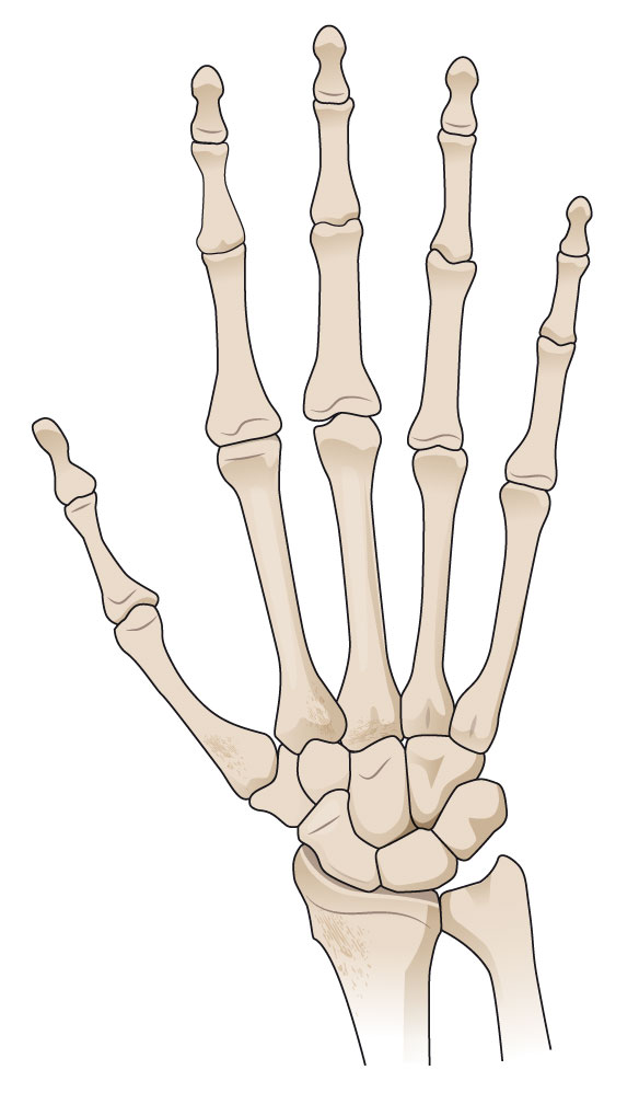 Hånd skelet